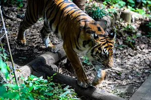 Tiger Forest image