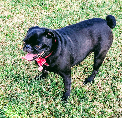 Park «Grover Basin Dog Park», reviews and photos, 17445 N 20th St, Phoenix, AZ 85022, USA