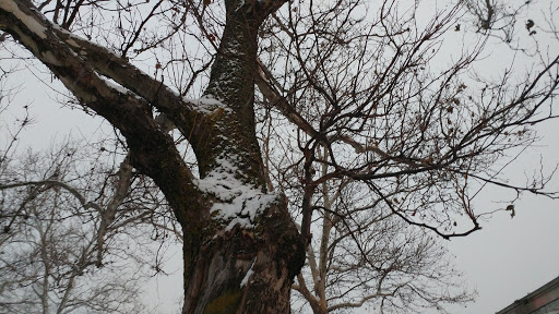 Park «Virginia Park», reviews and photos, 1878 Cross Bronx Expy, Bronx, NY 10472, USA