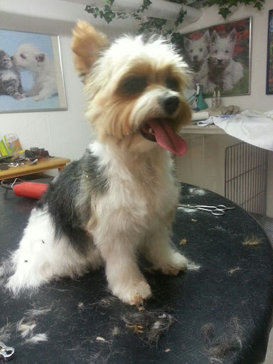 Connys Vierpfoten Hundesalon unter Langweid am Lech, 