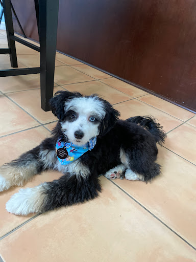 Pet Store «Pets Place Grooming», reviews and photos, 1272 SW California Blvd, Port St Lucie, FL 34953, USA