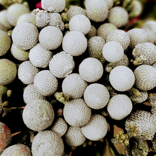 Florist «Berkeley Florist Supply Co Inc», reviews and photos, 2360 NW 23rd St, Miami, FL 33142, USA