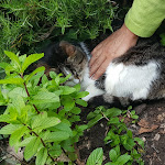 Photo n°8 de l'avis de Stefano.a fait le 20/05/2018 à 08:38 sur le  Osteria Vecchio Mulino à Rapallo