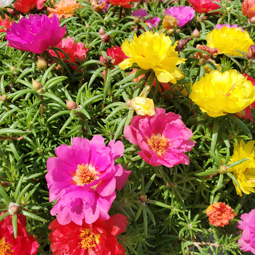 Plant Nursery «HOUSTON PLANTS & GARDEN WORLD», reviews and photos, 16726 North Fwy, Houston, TX 77090, USA