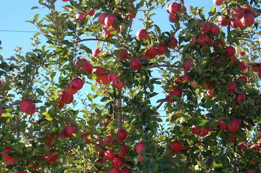 Produce Market «Parks Farms», reviews and photos, 525 NJ-24, Chester, NJ 07930, USA