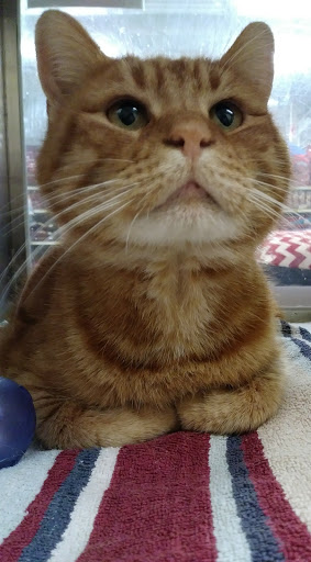 Pet Supply Store «PetSmart», reviews and photos, 1559 Merritt Blvd, Dundalk, MD 21222, USA