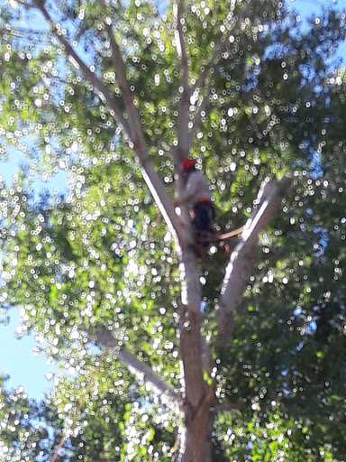 R & D Tree Service and Brush Clearance