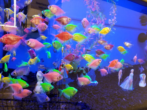 Pet Supply Store «Pet Supplies Plus», reviews and photos, 375 Paterson Ave #105, Wallington, NJ 07057, USA