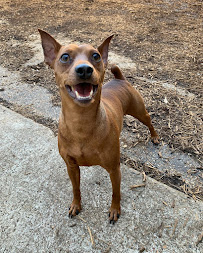 Paws Pet Resort - Photo 5 - Car repair in Houston, TX, Houston
