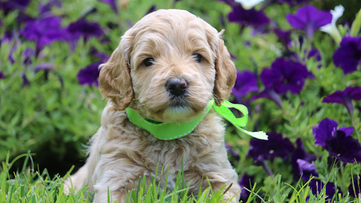 Hidden Springs Labradoodles