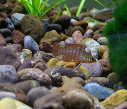 Crystal Fish Plants Club photo