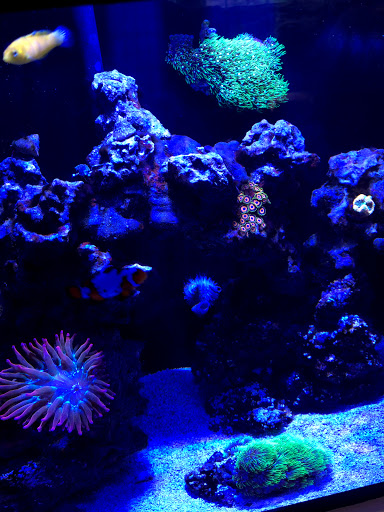Tropical Fish Store «Pure Reef», reviews and photos, 12900 GA-9, Alpharetta, GA 30004, USA