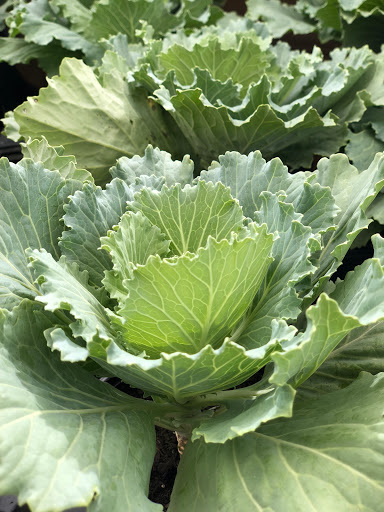 Garden Center «H J Benken Florist & Garden», reviews and photos, 6000 Plainfield Rd, Cincinnati, OH 45213, USA