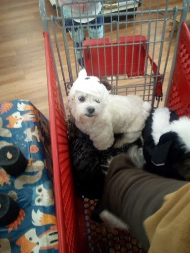 Pet Supply Store «Pet Supermarket», reviews and photos, 6307 N 9th Ave #1, Pensacola, FL 32504, USA