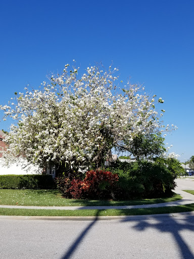 Golf Course «Golf Club Of Jupiter Inc», reviews and photos, 1800 Central Blvd, Jupiter, FL 33458, USA