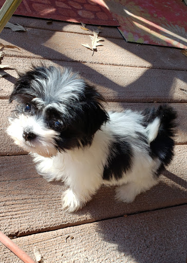 Pet Store «Dream Puppys», reviews and photos, 1461 Westgate Pkwy, Dothan, AL 36303, USA