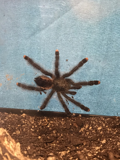 Reptile Store «Reptile Pets Direct», reviews and photos, 8088 Pat Booker Rd, Live Oak, TX 78233, USA