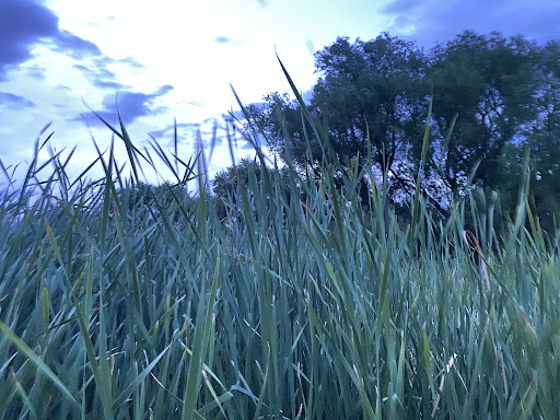 Nature Preserve «Bluff Lake Nature Center», reviews and photos, 3400 Havana Way, Denver, CO 80238, USA