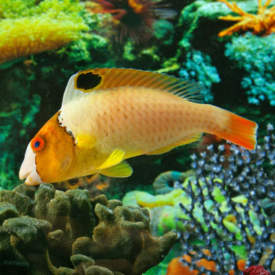 Tropical Fish Store «Arizona Custom Aquariums», reviews and photos, 3817 N Oracle Rd #A, Tucson, AZ 85705, USA