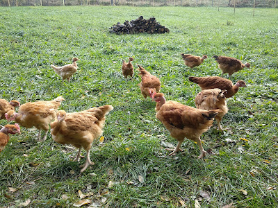 La ferme de Patassière à Saint-Martin-de-la-Cluze