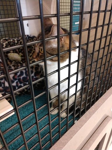 Pet Supply Store «Petco Animal Supplies», reviews and photos, 825 Brevard Rd, Asheville, NC 28806, USA