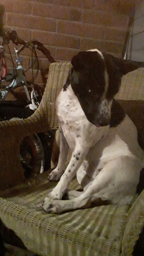 Pet Supply Store «PetSmart», reviews and photos, 1733 S Stapley Dr, Mesa, AZ 85204, USA