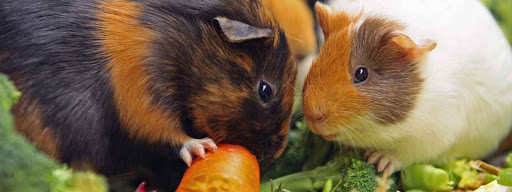 Xpets Heimtierbedarf Onlineshop unter Schmitten, 