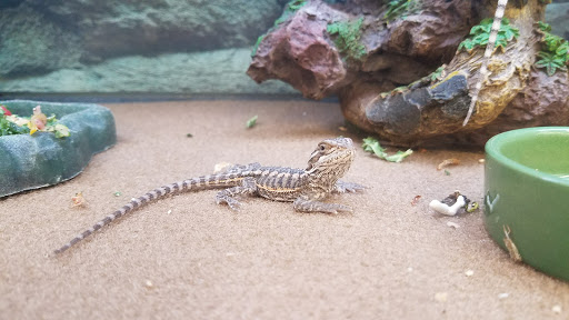 Pet Supply Store «Petco Animal Supplies», reviews and photos, 280 Kensington Blvd, Slidell, LA 70458, USA