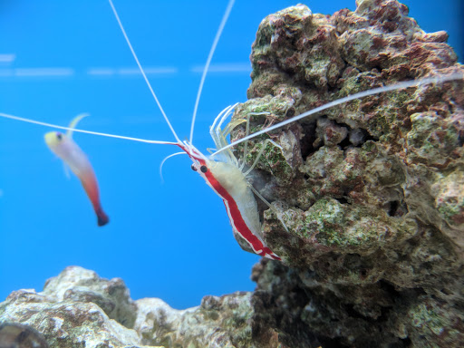 Pet Supply Store «Petco Animal Supplies», reviews and photos, 22 Peninsula Center, Rolling Hills Estates, CA 90274, USA