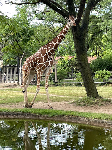 Zoo «Habitat Africa! The Forest», reviews and photos, 3300 Golf Rd, Brookfield, IL 60513, USA