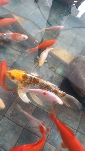 Pet Store «All Pets Club», reviews and photos, 1167 N Colony Rd, Wallingford, CT 06492, USA