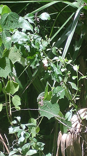 Park «Big Tree Park», reviews and photos, 761 General Hutchison Pkwy, Longwood, FL 32750, USA