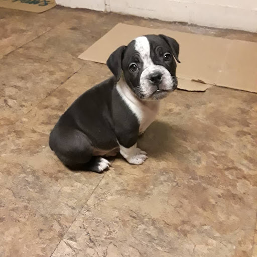 Pet Supply Store «Pet Supplies Plus», reviews and photos, 531 Monroe Ave, Rochester, NY 14607, USA