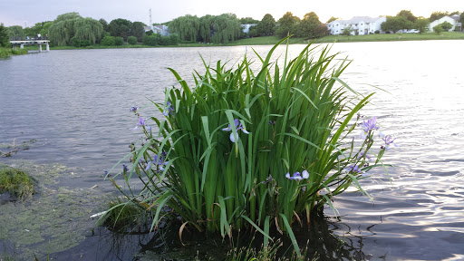 Park «Spring Lake Park», reviews and photos, 396 Springlake Ln, Aurora, IL 60504, USA