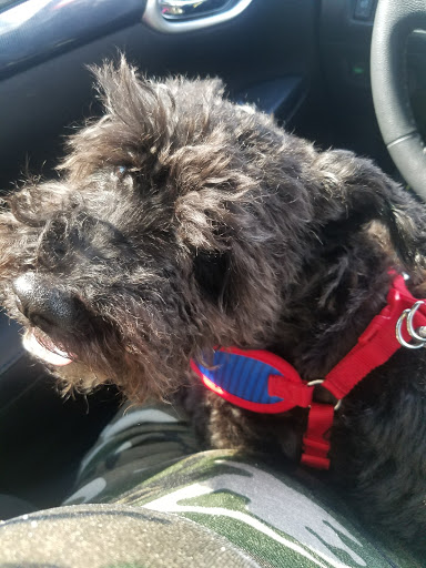 Pet Supply Store «PetSmart», reviews and photos, 2784 Wilma Rudolph Blvd, Clarksville, TN 37040, USA