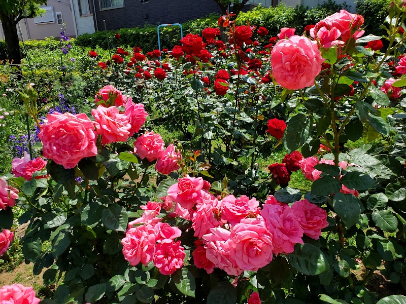 荒川二丁目南公園