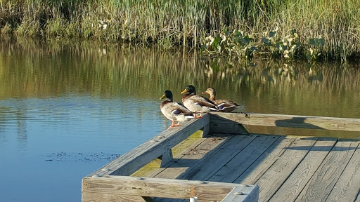 Nature Preserve «DuPont Environmental Education Center of Delaware Nature Society», reviews and photos, 1400 Delmarva Ln, Wilmington, DE 19801, USA