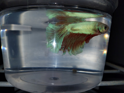 Pet Supply Store «Petco Animal Supplies», reviews and photos, 240 Upland Square Dr, Stowe, PA 19464, USA