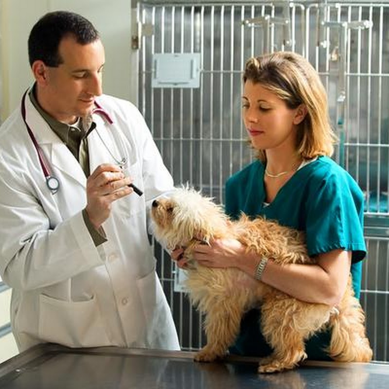 Vetria Pet Wellness & Surgery Center