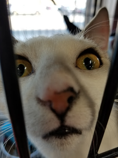 Pet Store «Pet Valu», reviews and photos, 4904 Edgmont Ave, Brookhaven, PA 19015, USA