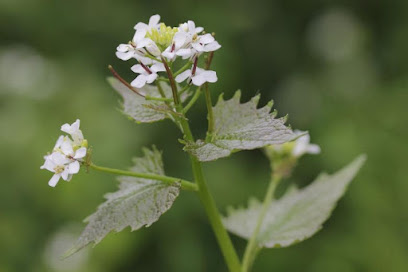 Silkeblomsterbutikk