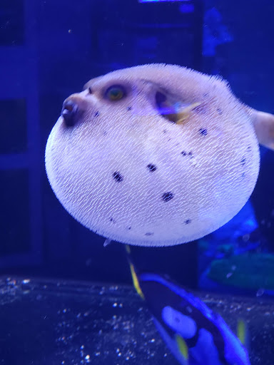 Tropical Fish Store «Barrier Reef Aquariums», reviews and photos, 1717 NE 44th St # A, Renton, WA 98056, USA