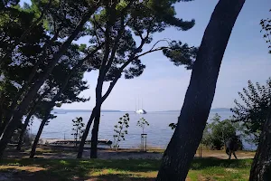 Small Forest by the Beach image