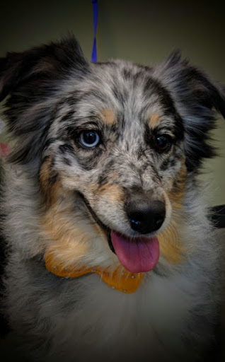 Pet Groomer «A Klassy Lassie, LLC», reviews and photos, 30 Old Jackson Rd, McDonough, GA 30252, USA