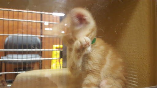 Pet Supply Store «PetSmart», reviews and photos, 104 Dettro Dr, Mattoon, IL 61938, USA