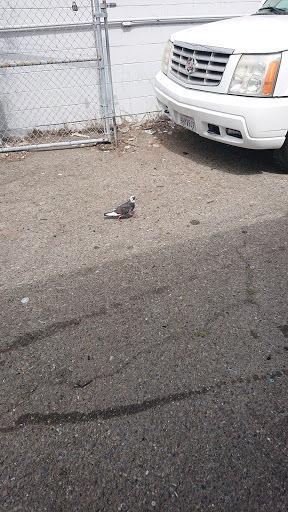 Auto Repair Shop «Alameda Auto Lab», reviews and photos, 631 Buena Vista Ave, Alameda, CA 94501, USA