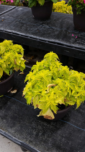 Department Store «Walmart Supercenter», reviews and photos, 30729 Lyon Center Dr, New Hudson, MI 48165, USA