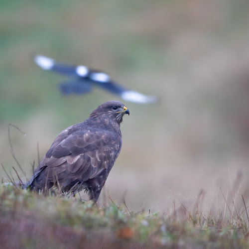 Anmeldelser af Natureeyes I/S i Skanderborg - Fotograf