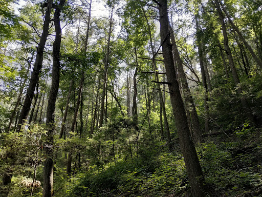 Paugussett State Forest