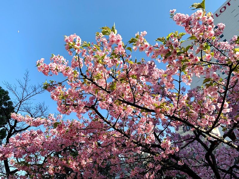錦糸公園の河津桜